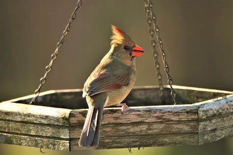 Cardinal on a Feeder